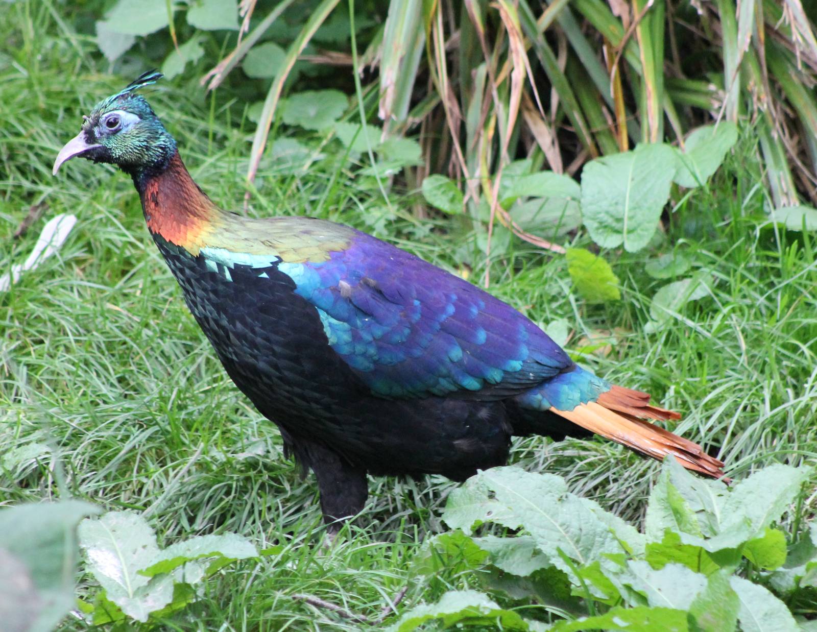 Himalayan monal