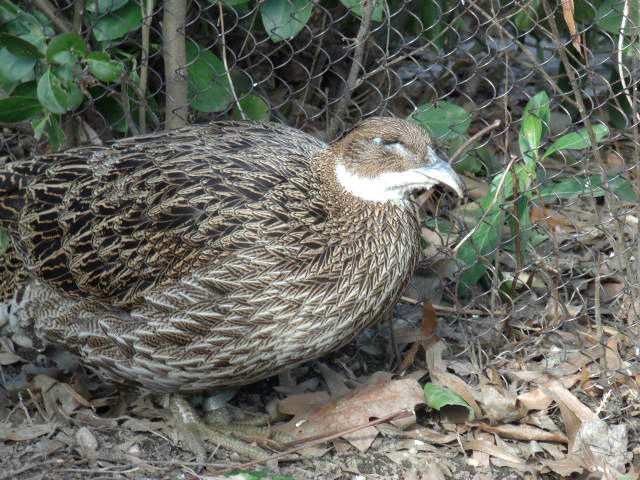 Himalayan Monal