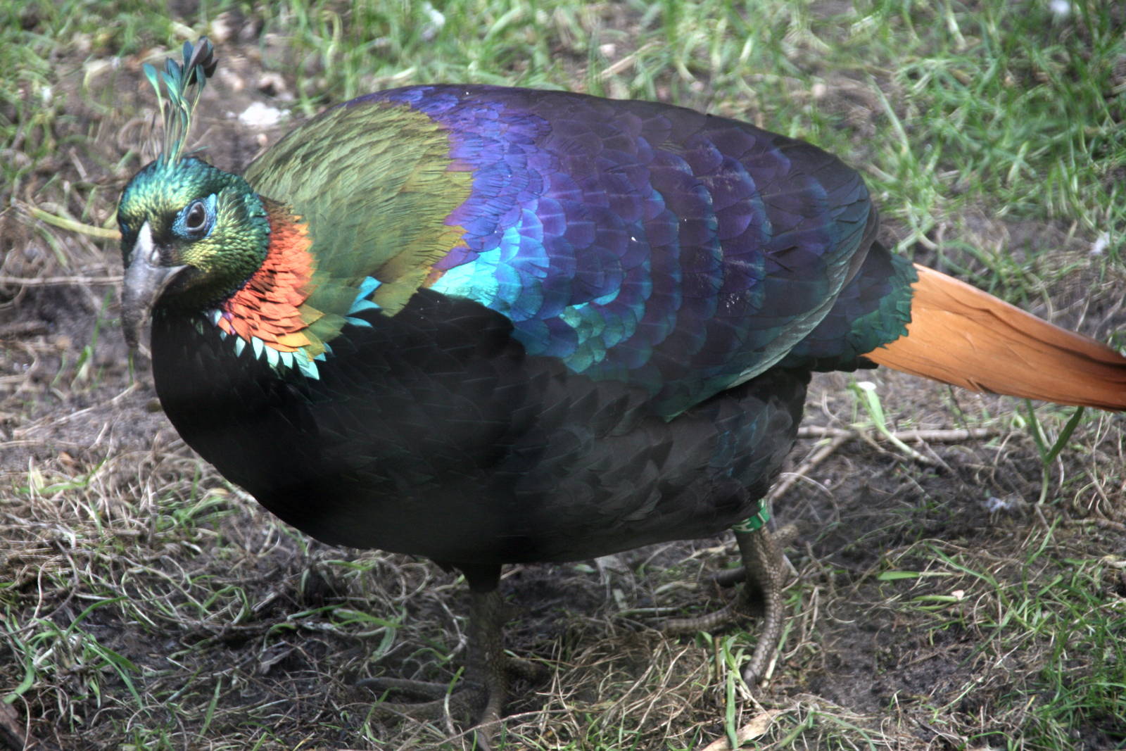Himalayan Monal