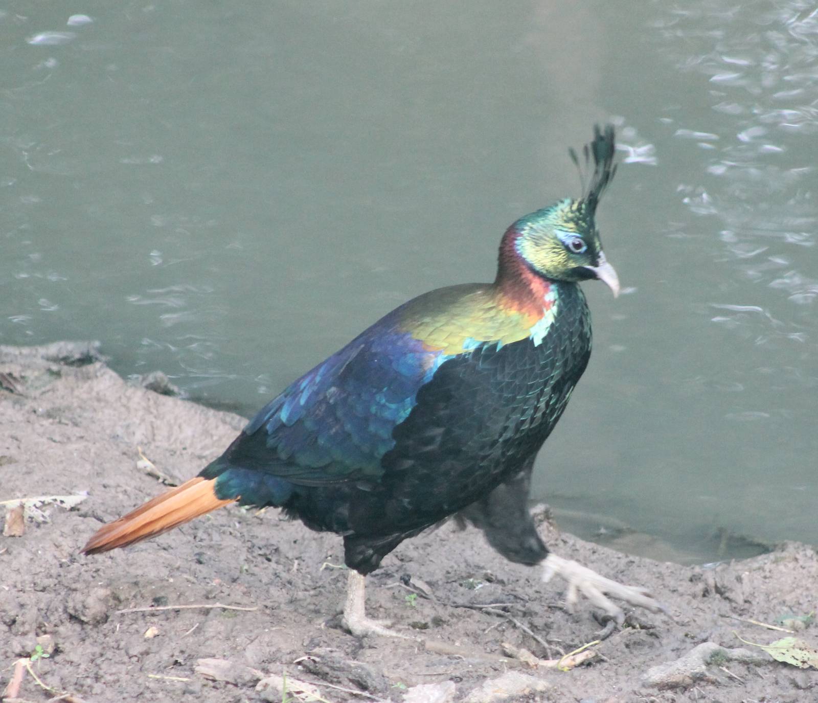 Himalayan monal