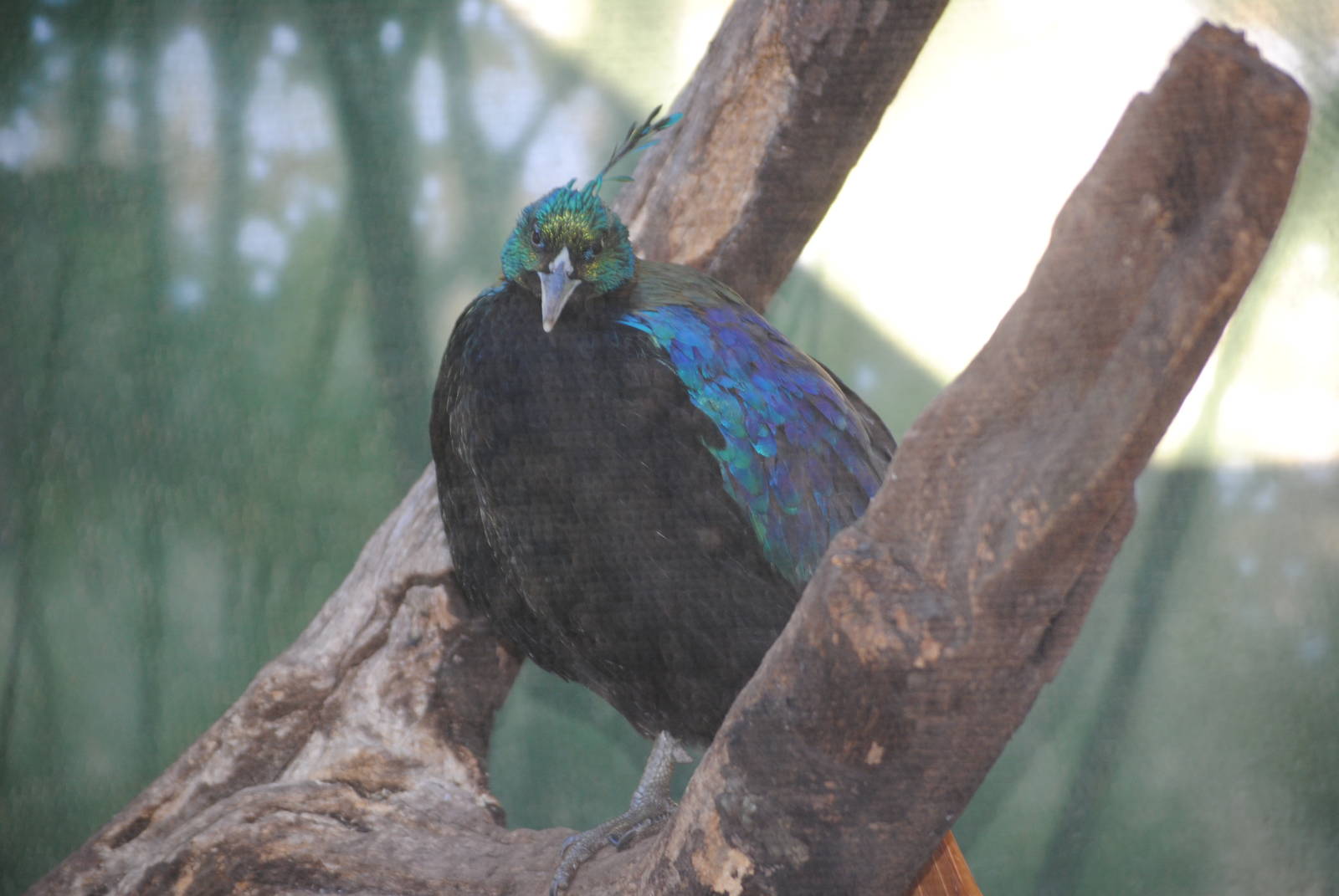 Himalayan Monal