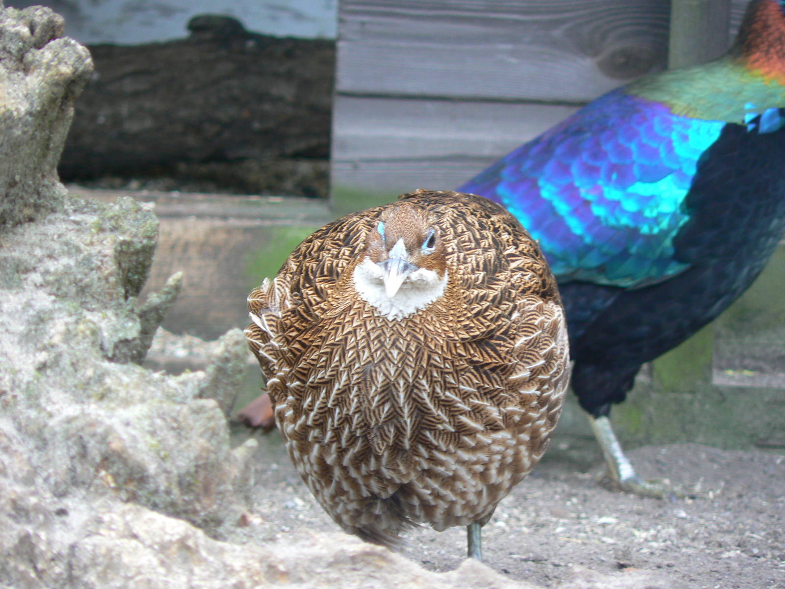 Himalayan Monal