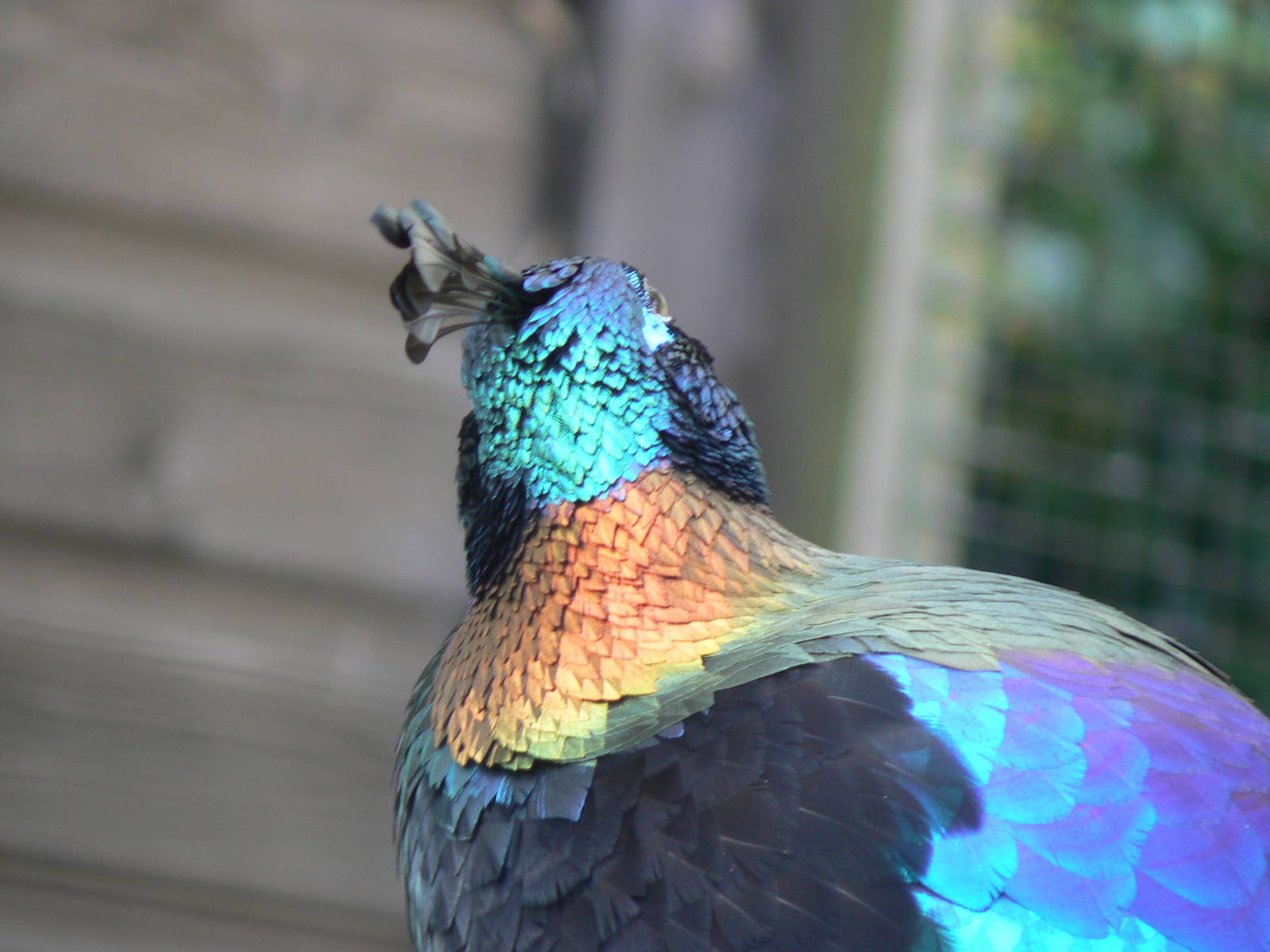 Himalayan Monal