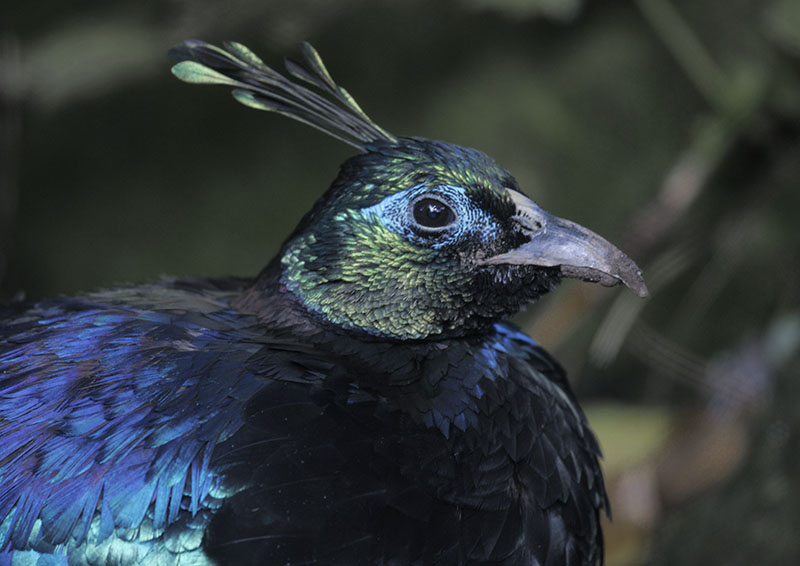 Himalayan monal