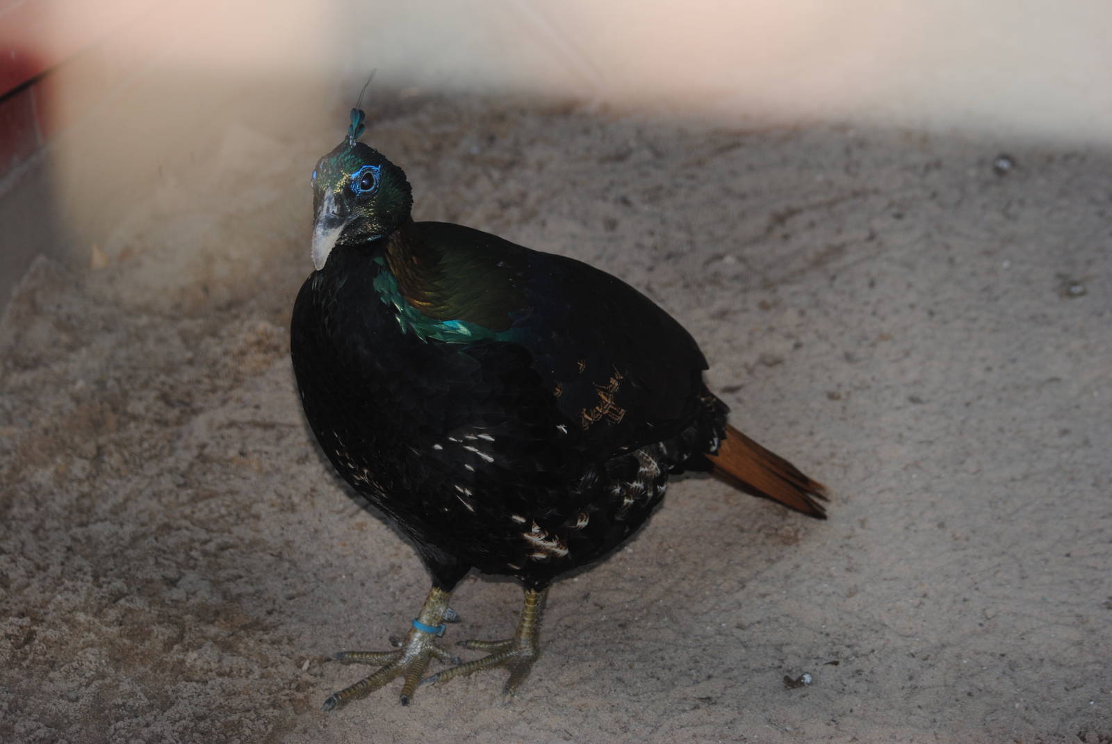 Himalayan Monal
