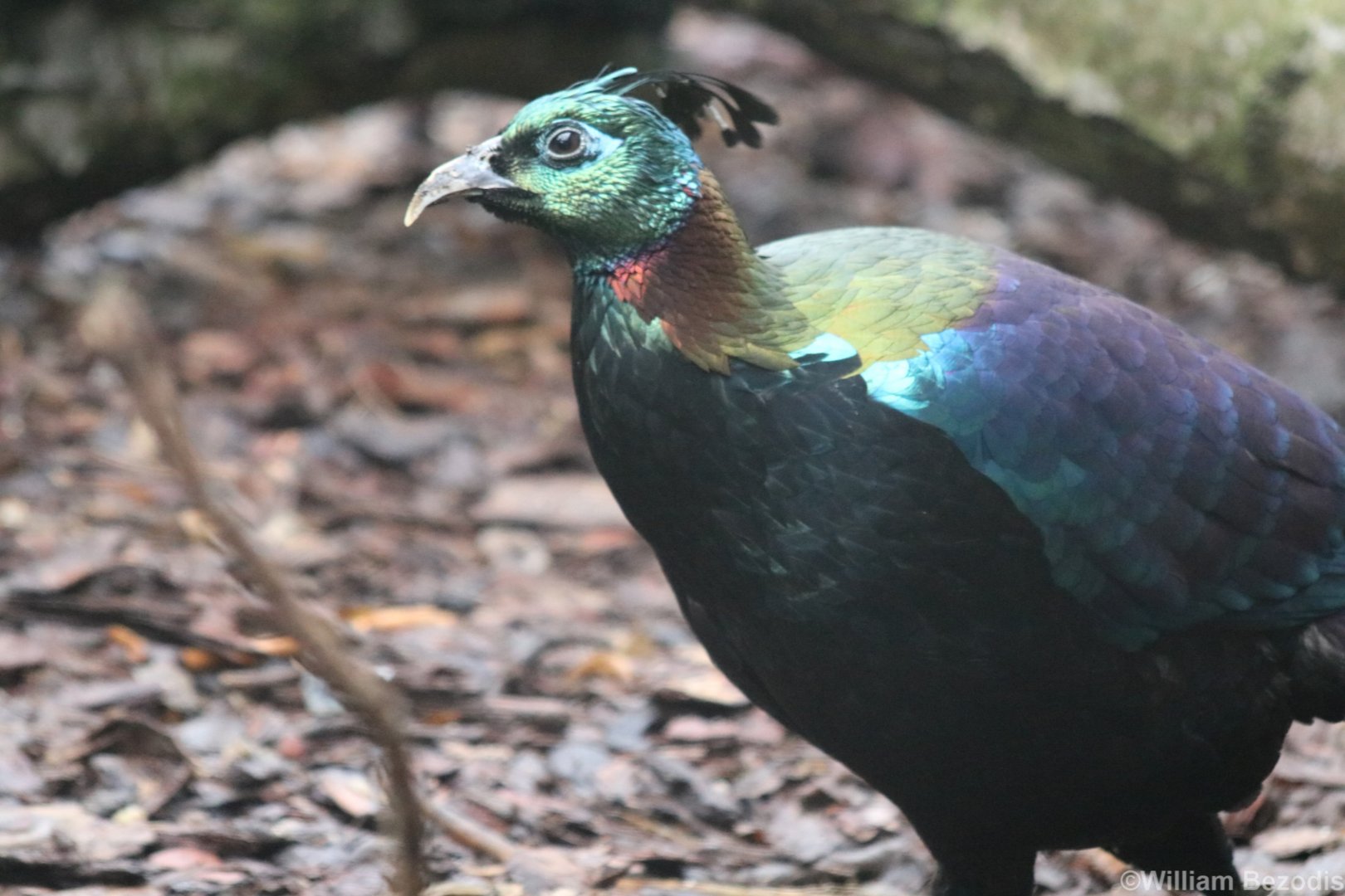 Himalayan Monal