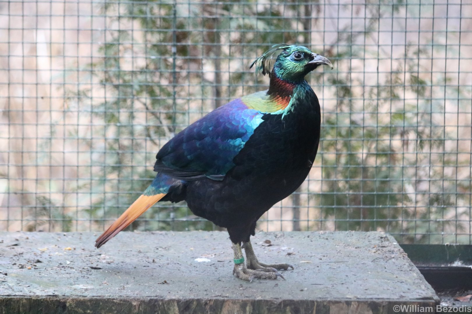 Himalayan Monal