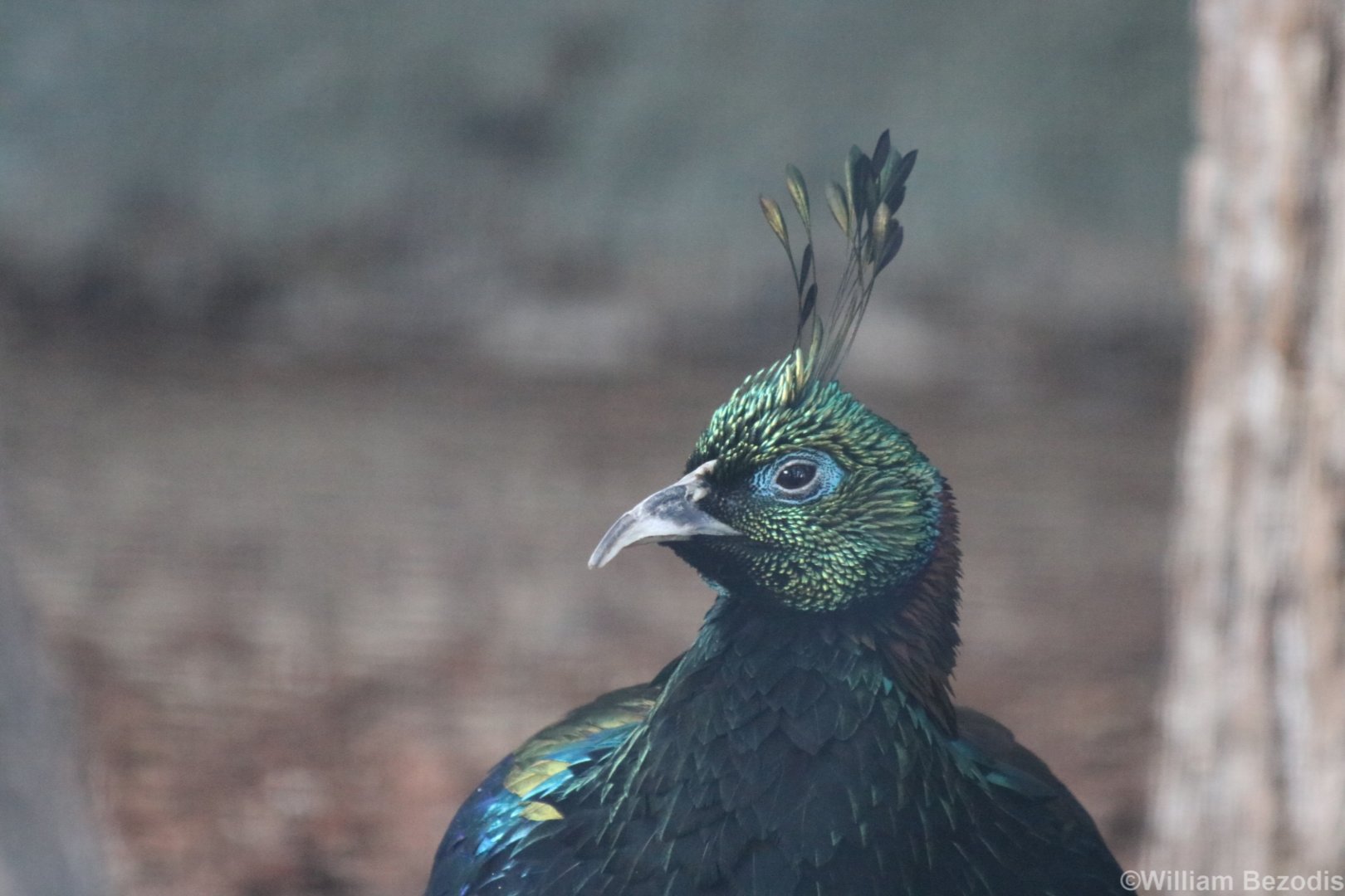 Himalayan Monal