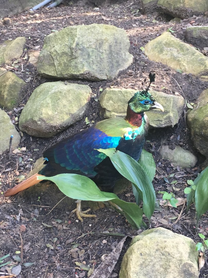Himalayan Monal