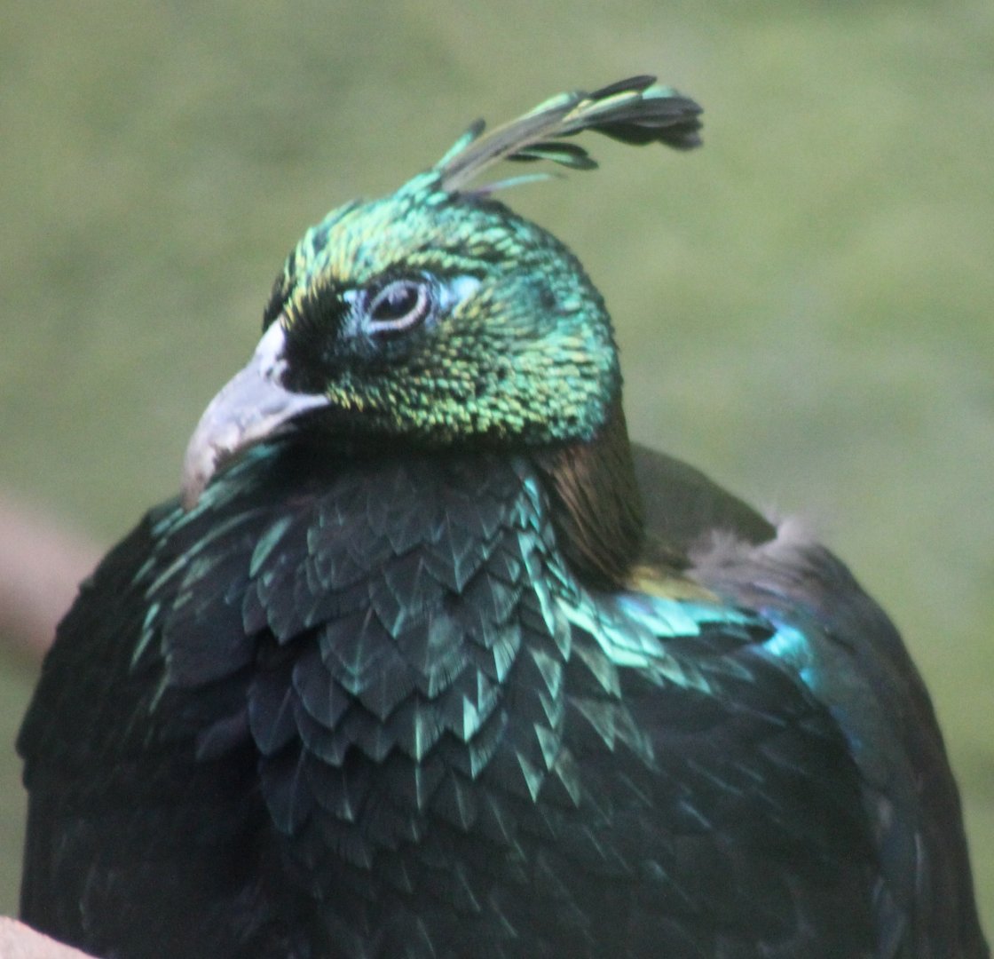 Himalayan monal