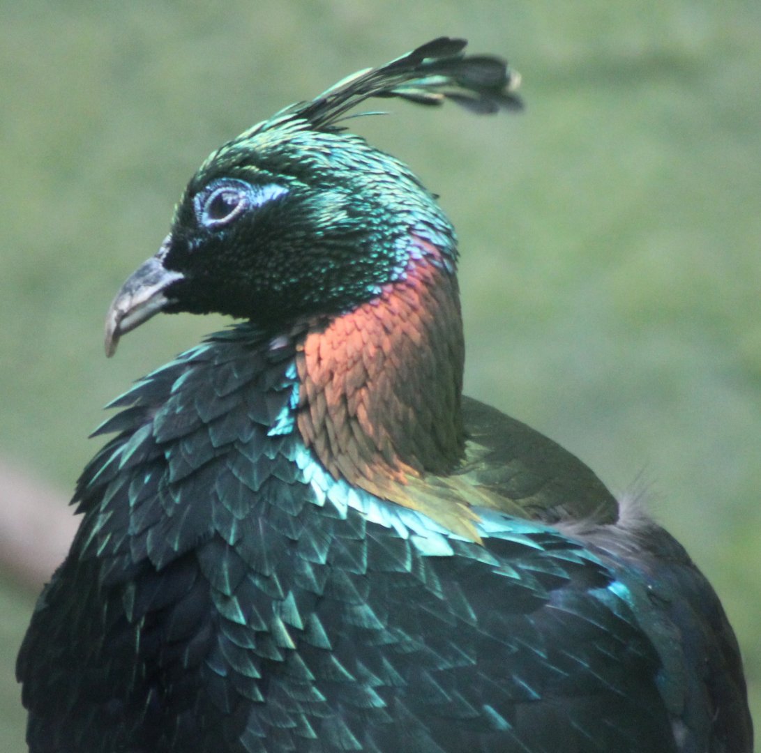 Himalayan monal