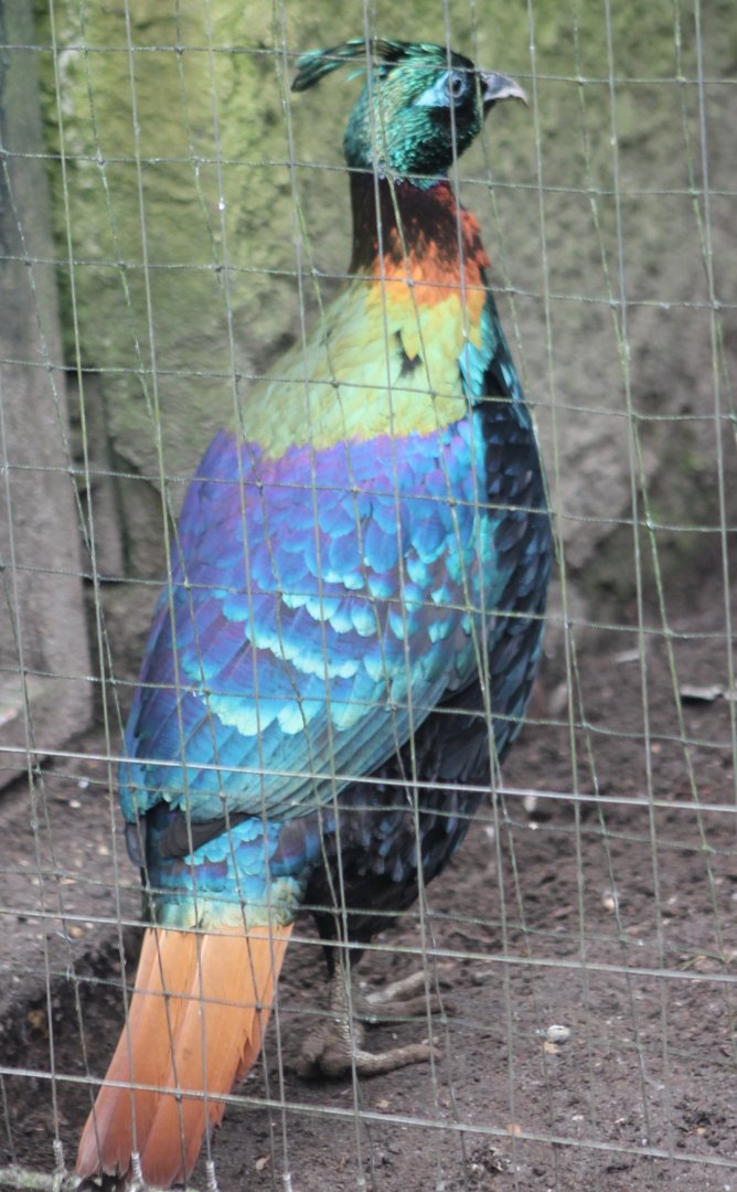 Himalayan monal