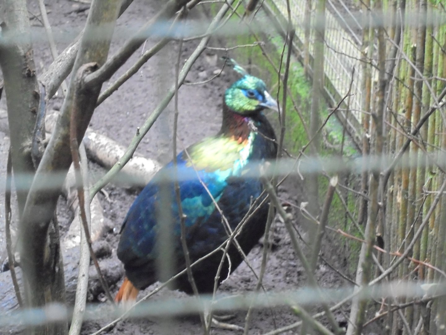 Himalayan Monal