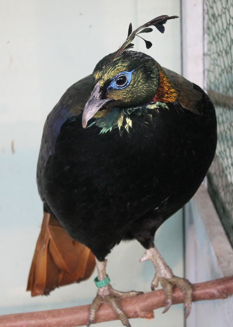 Himalayan monal
