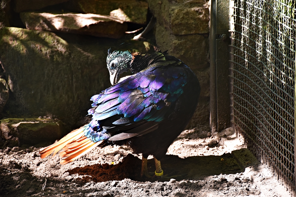 Himalayan monal