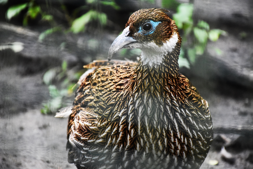 Himalayan monal