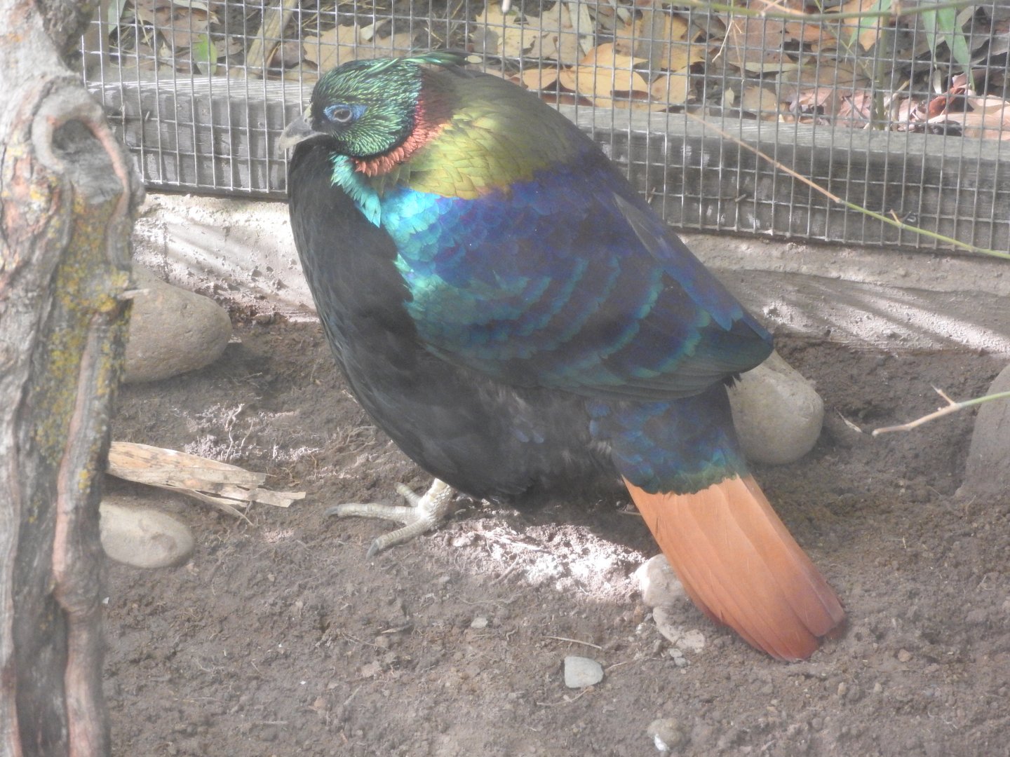 Himalayan Monal