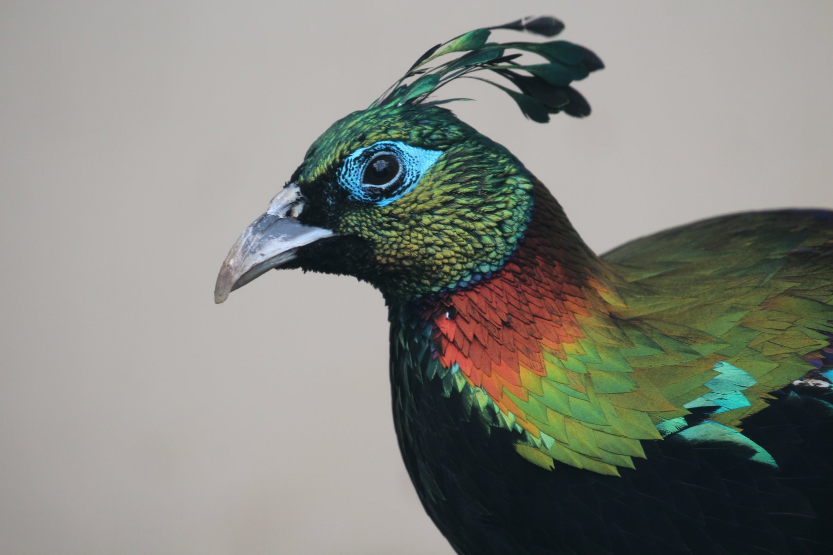 Himalayan Monal