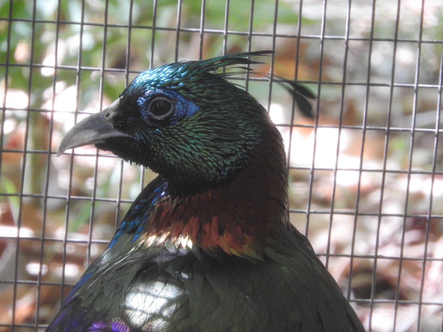 Himalayan Monal