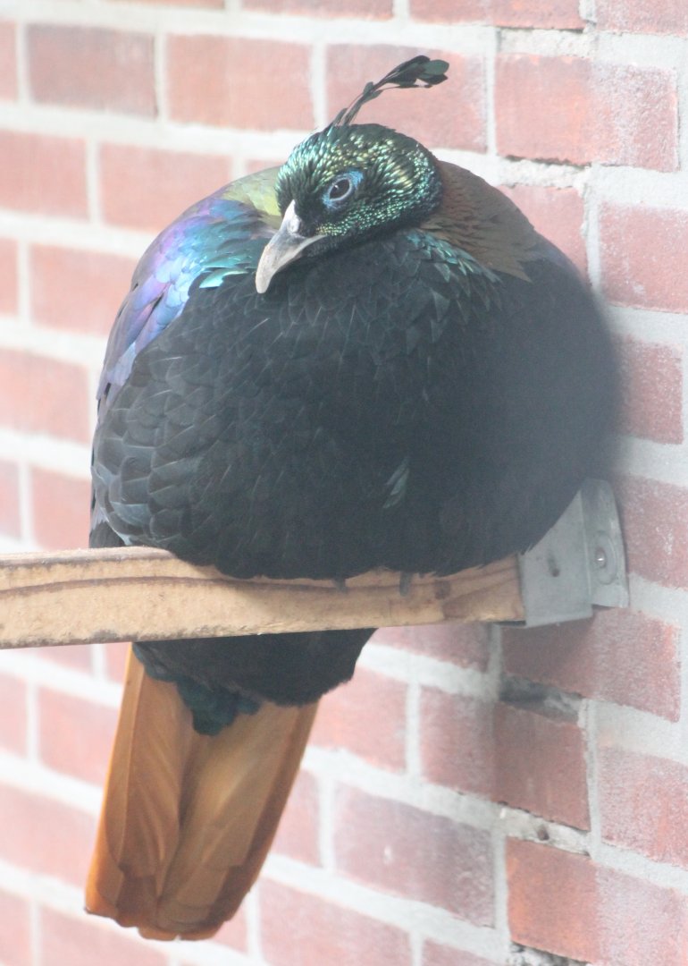 Himalayan monal