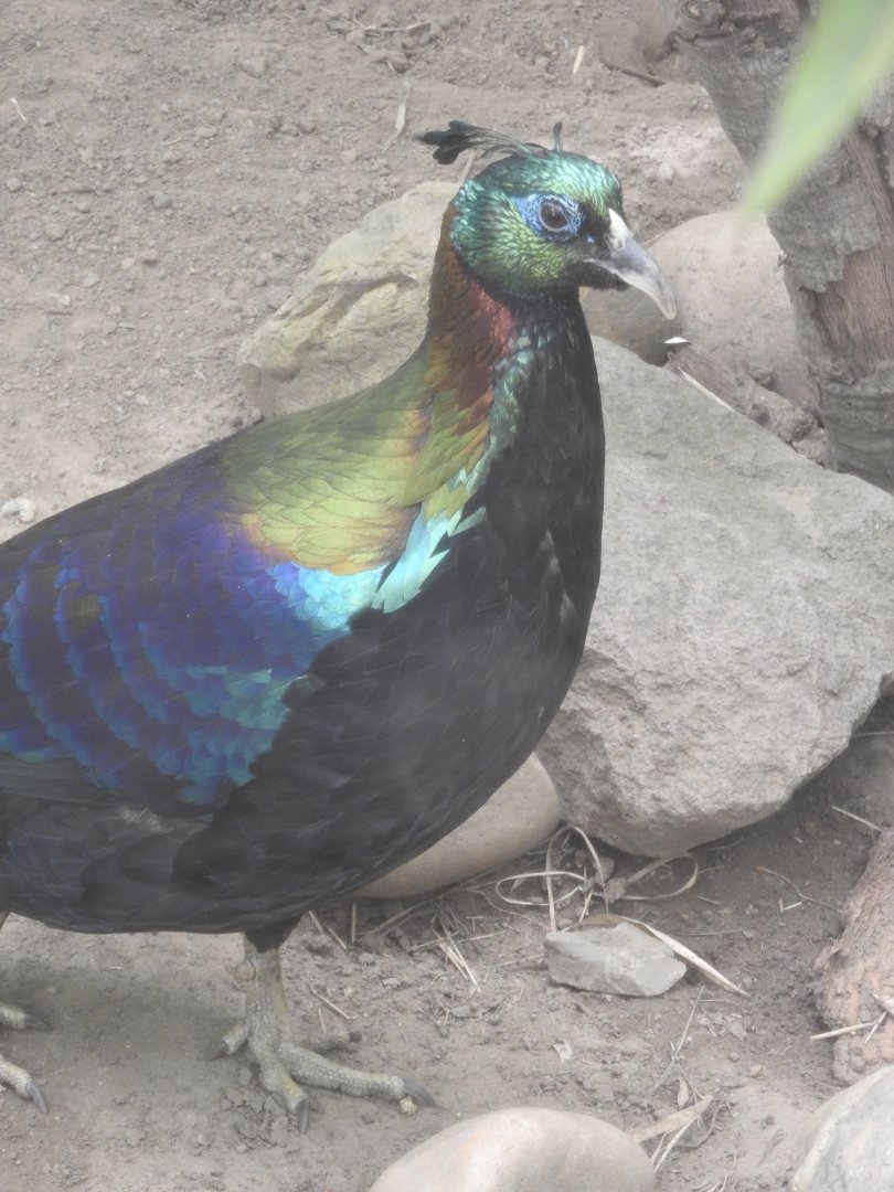 Himalayan Monal