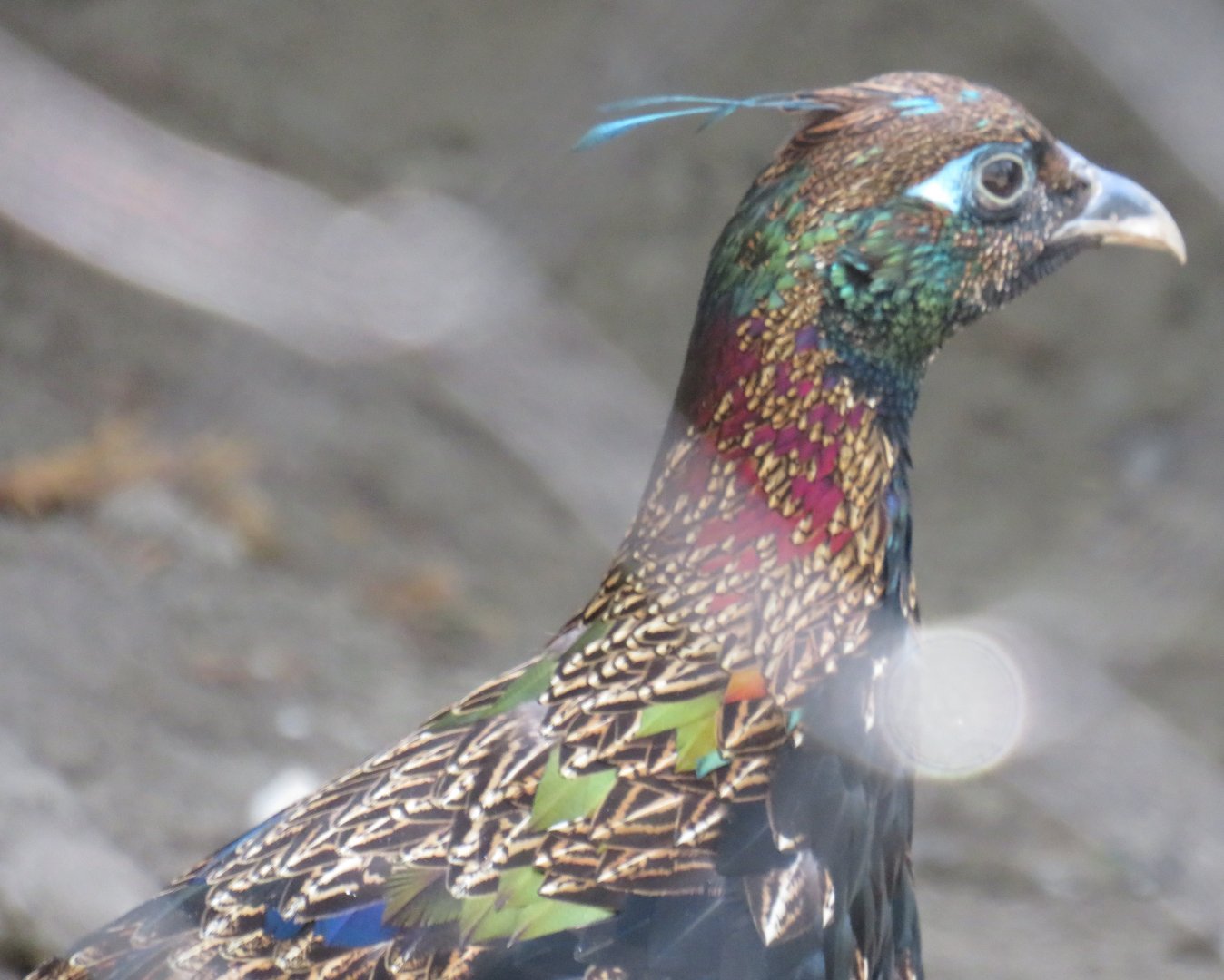 Himalayan monal