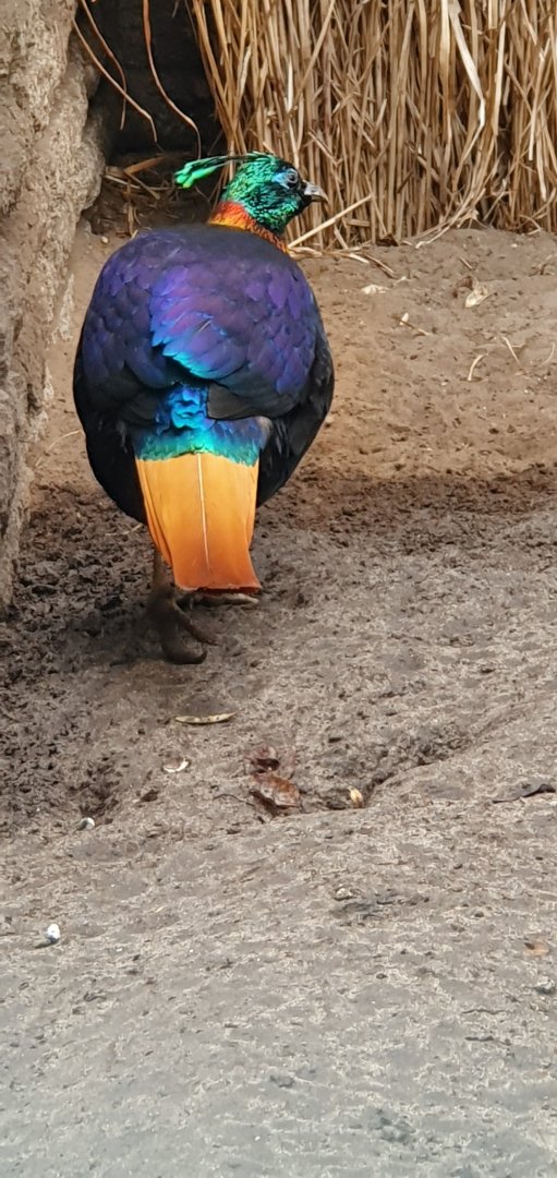 Himalayan monal