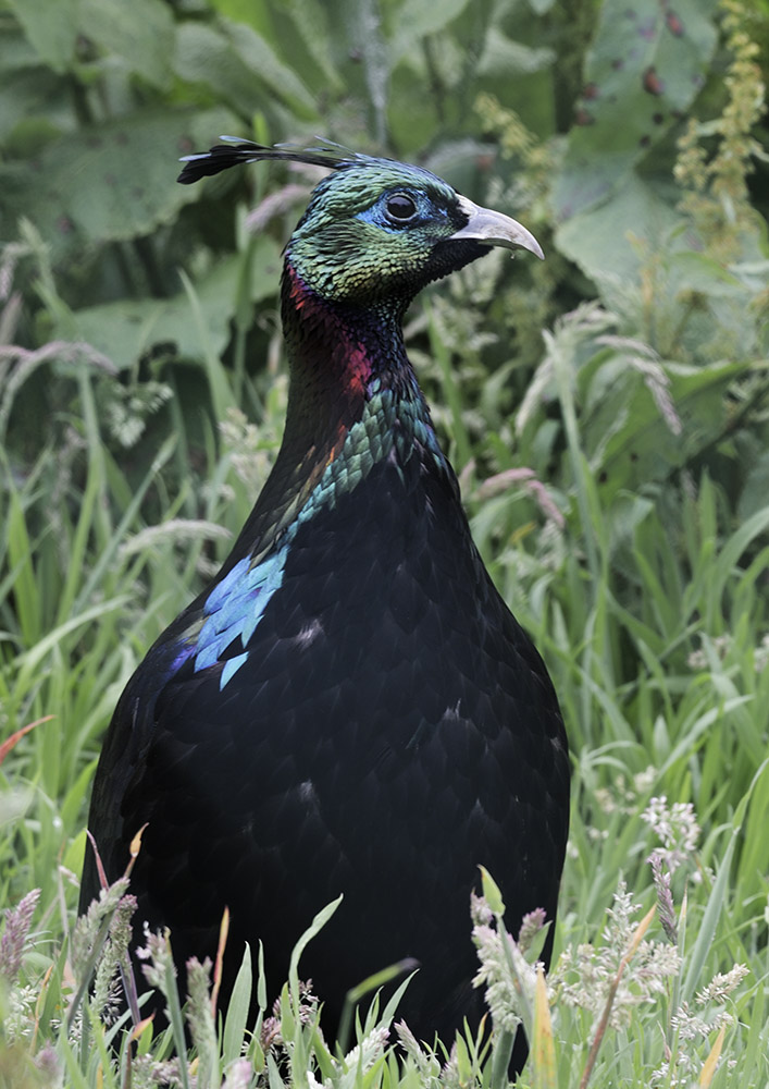 Himalayan monal