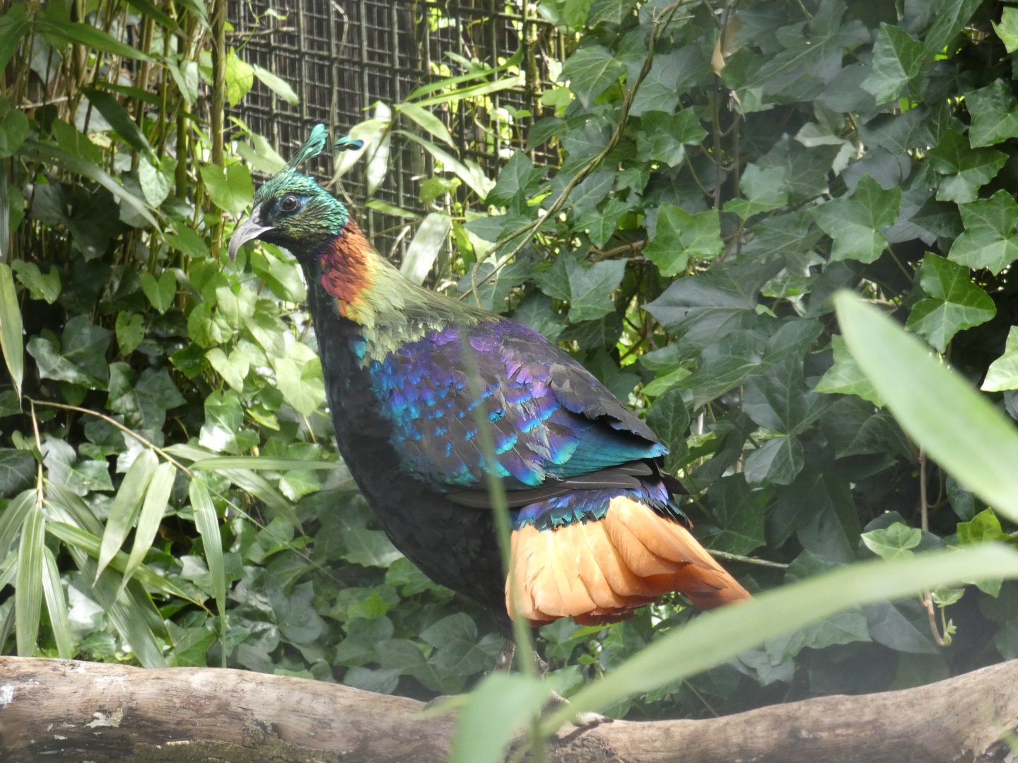 Himalayan Monal