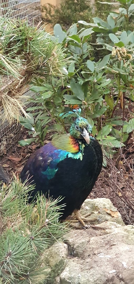 Himalayan monal