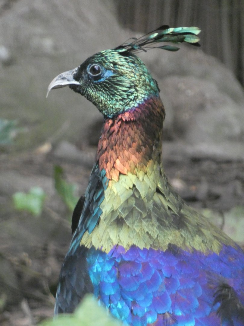 Himalayan Monal
