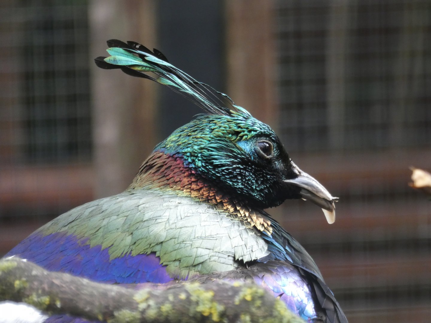 Himalayan monal