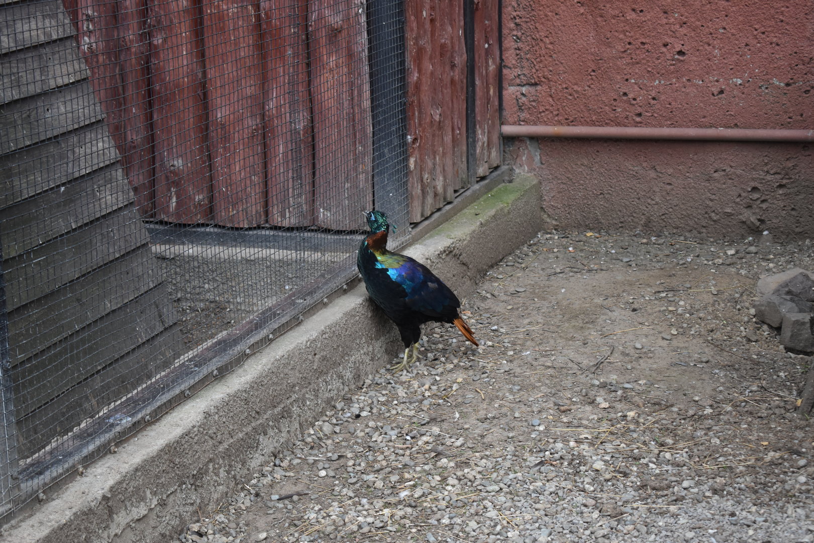 Himalayan monal