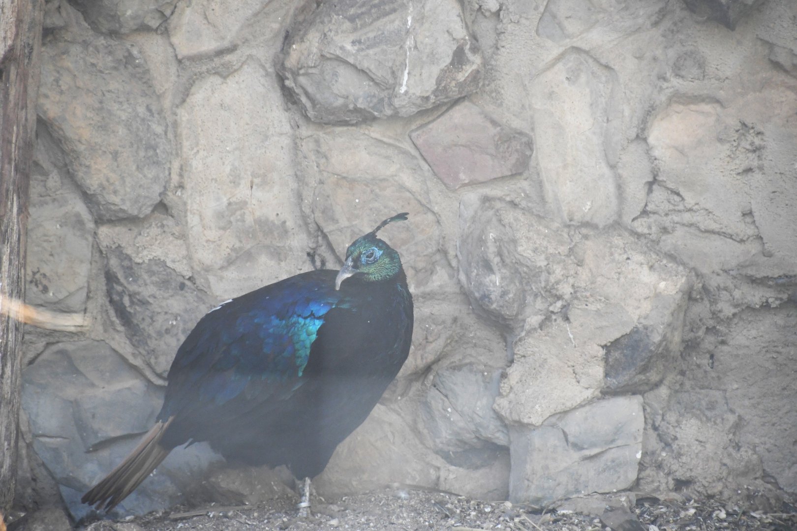 Himalayan Monal