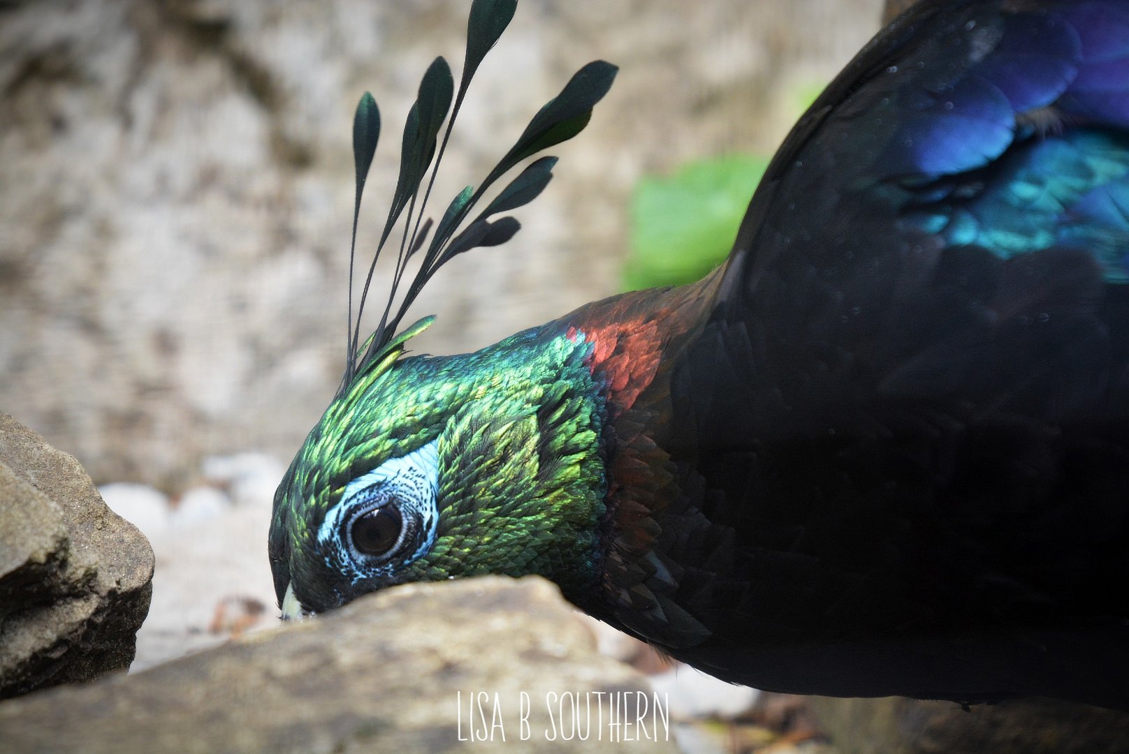 Himalayan Monal