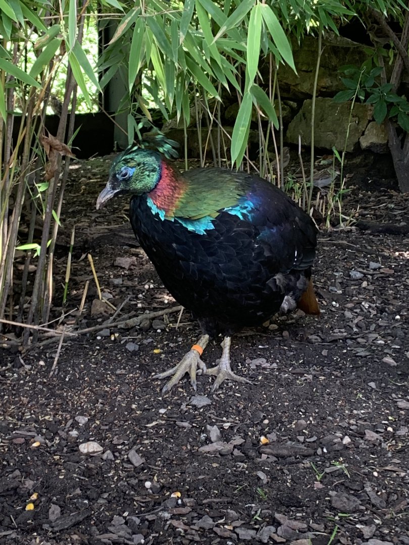 Himalayan monal