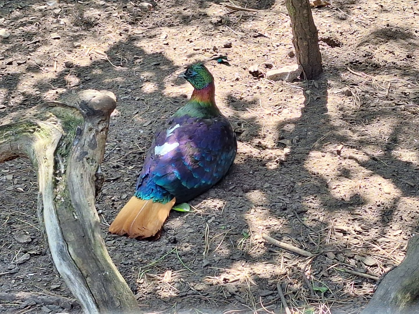 Himalayan Monal
