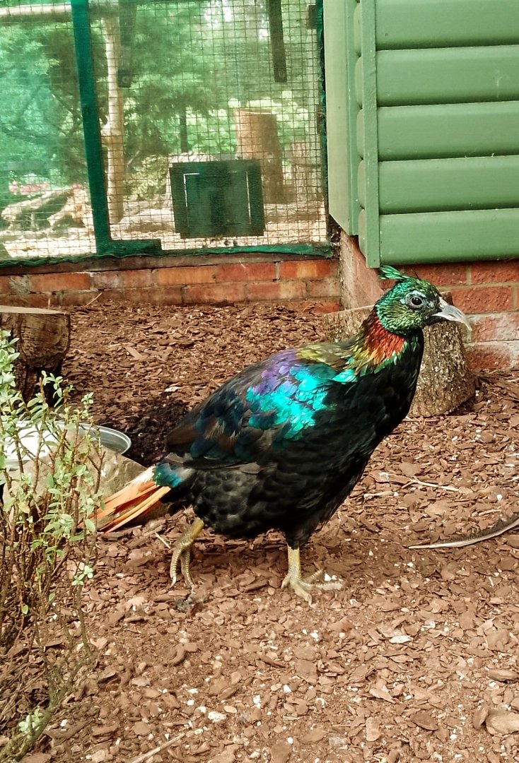 Himalayan monal