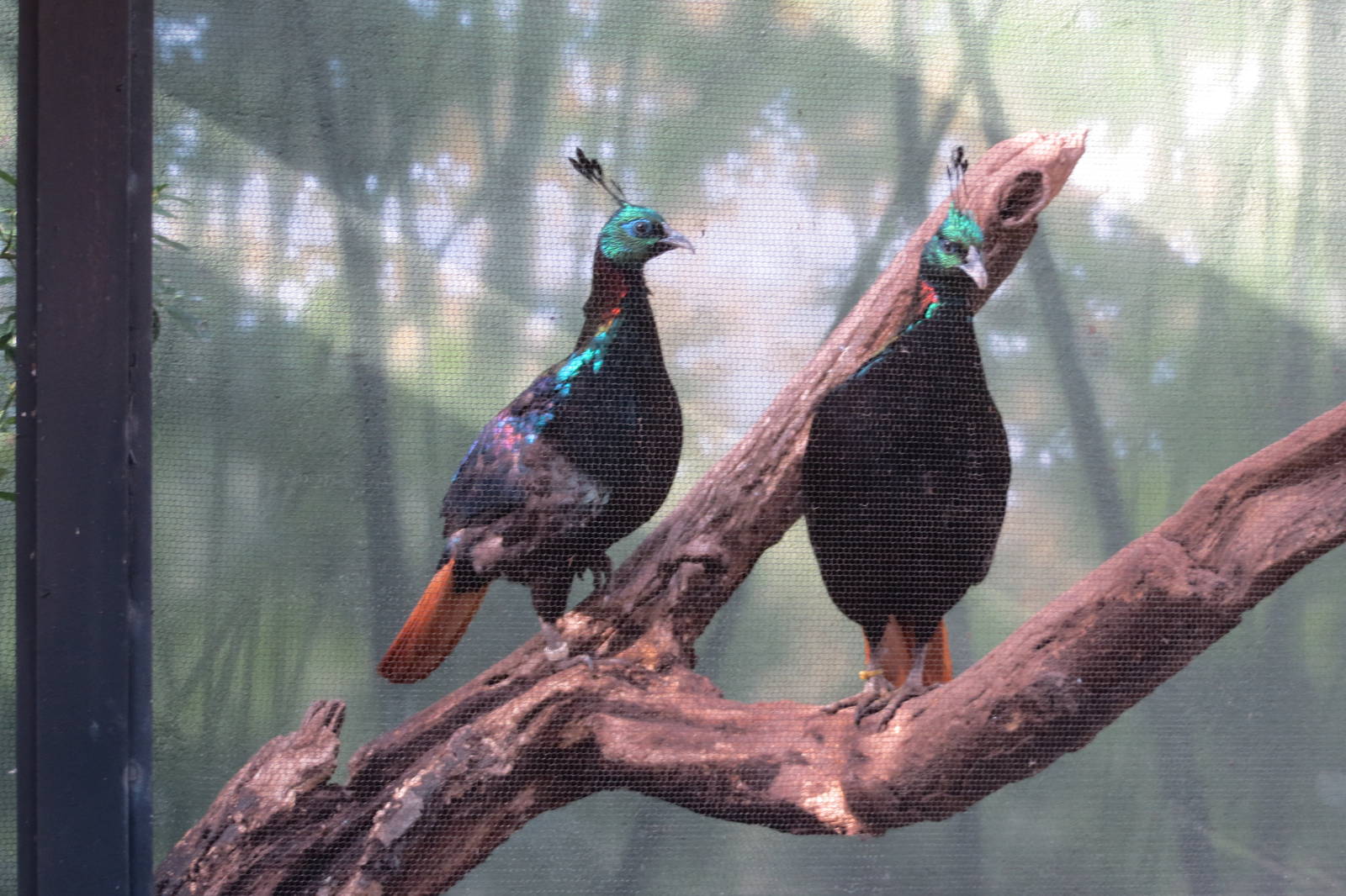 Himalayan Monals 031215