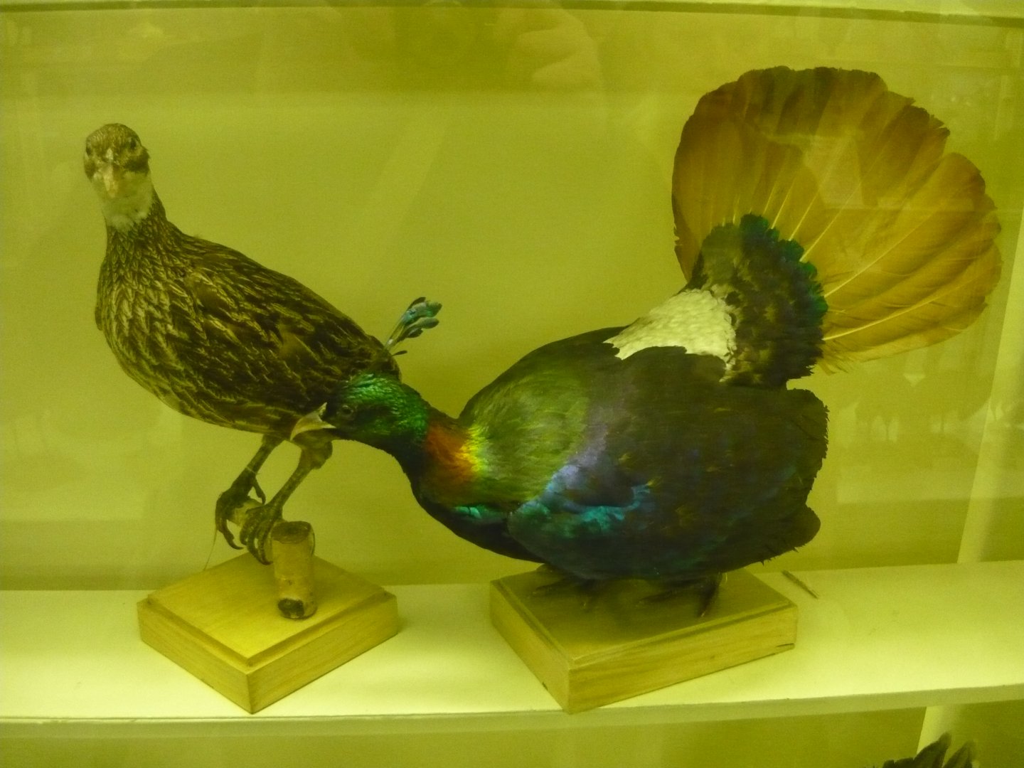 Himalayan monals