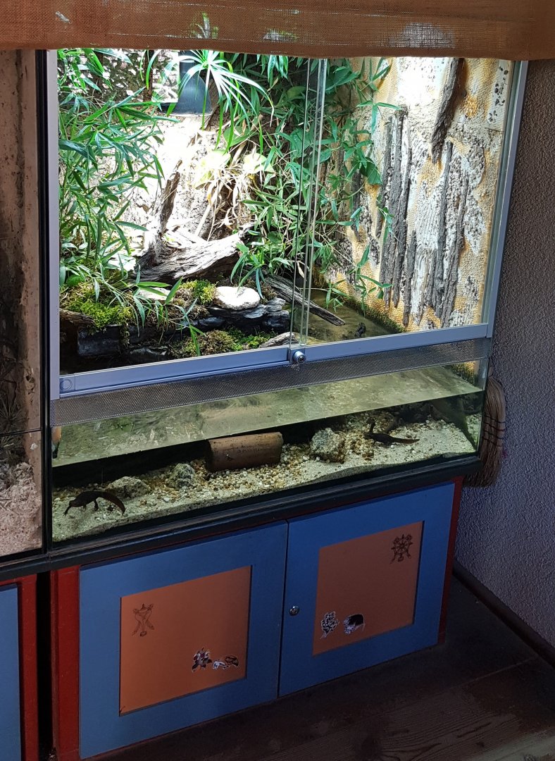 Himalayan newt and Oriental fire-bellied toad exhibit