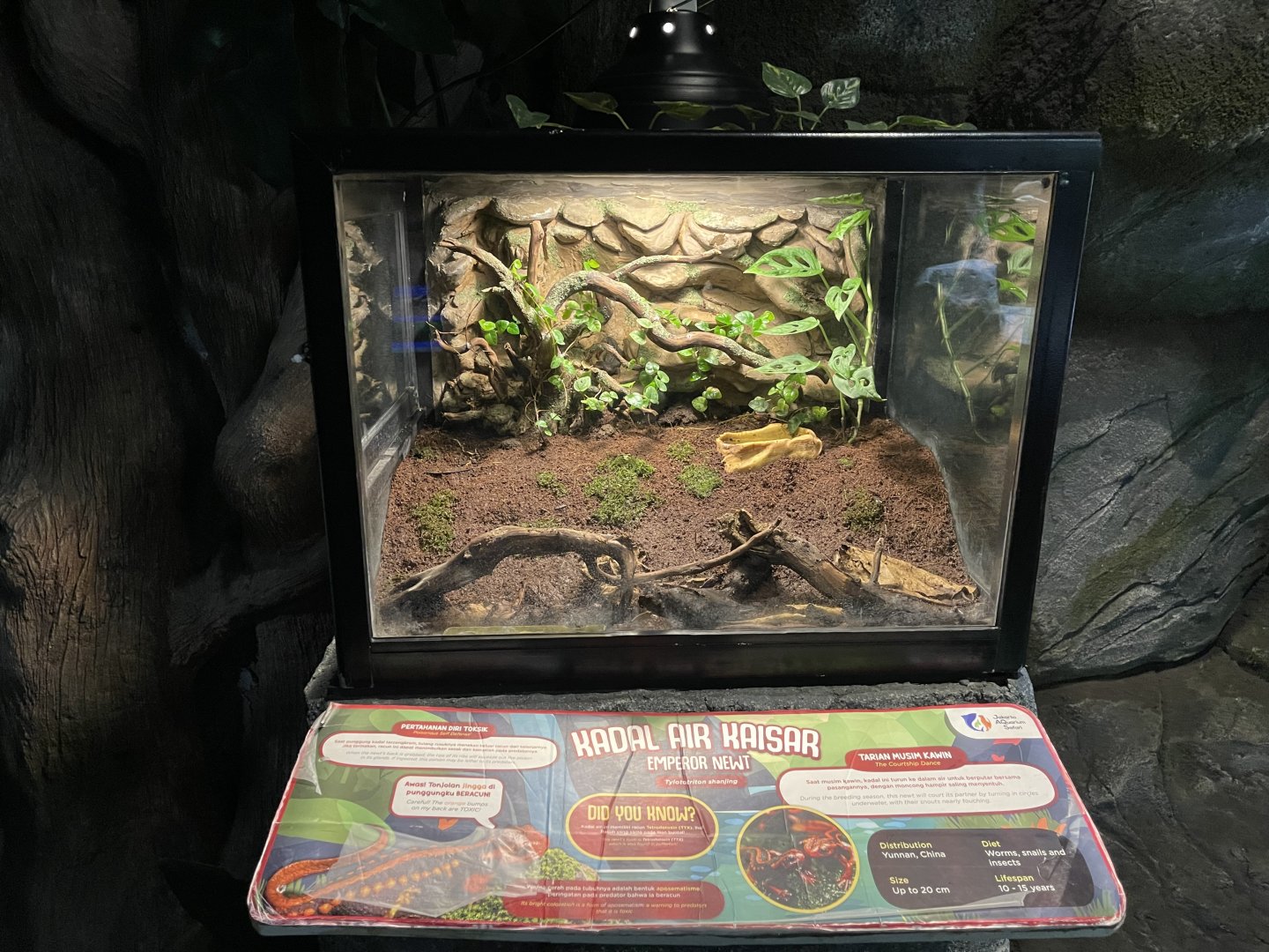 himalayan newt exhibit