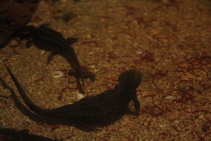 Himalayan newt (Tylototriton verrucosus) - BXSea