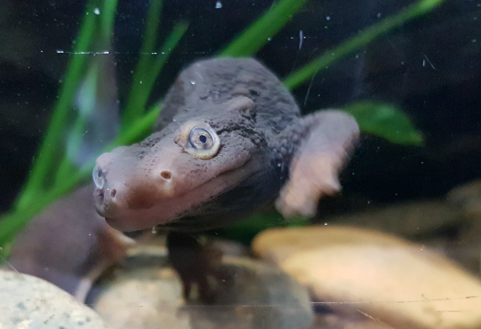Himalayan newt - Tylototriton verrucosus