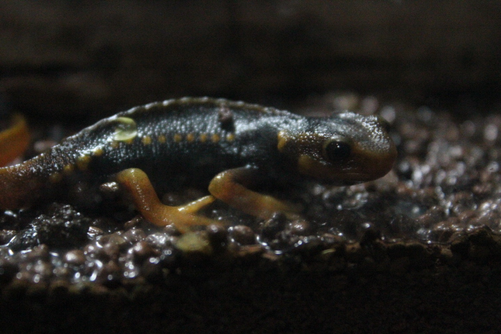Himalayan newt (Tylototriton verrucosus)