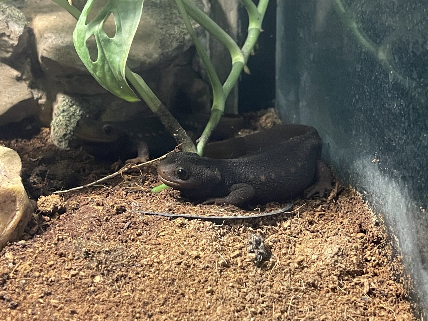 himalayan newt (tylototriton verrucosus)