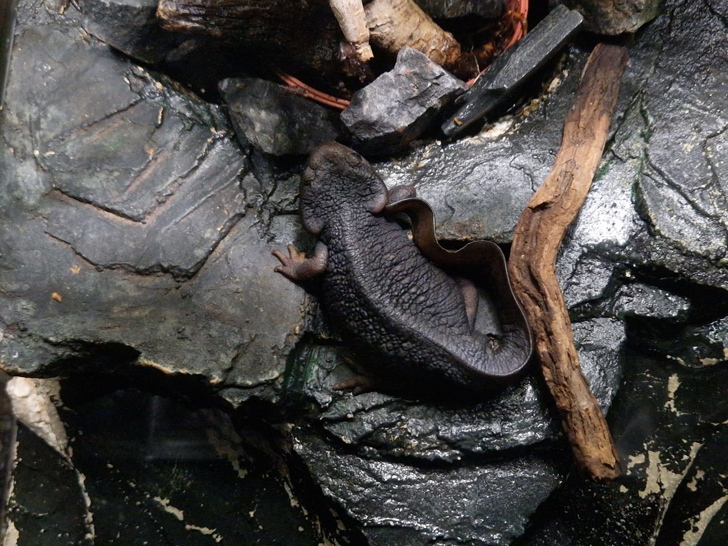 Himalayan newt