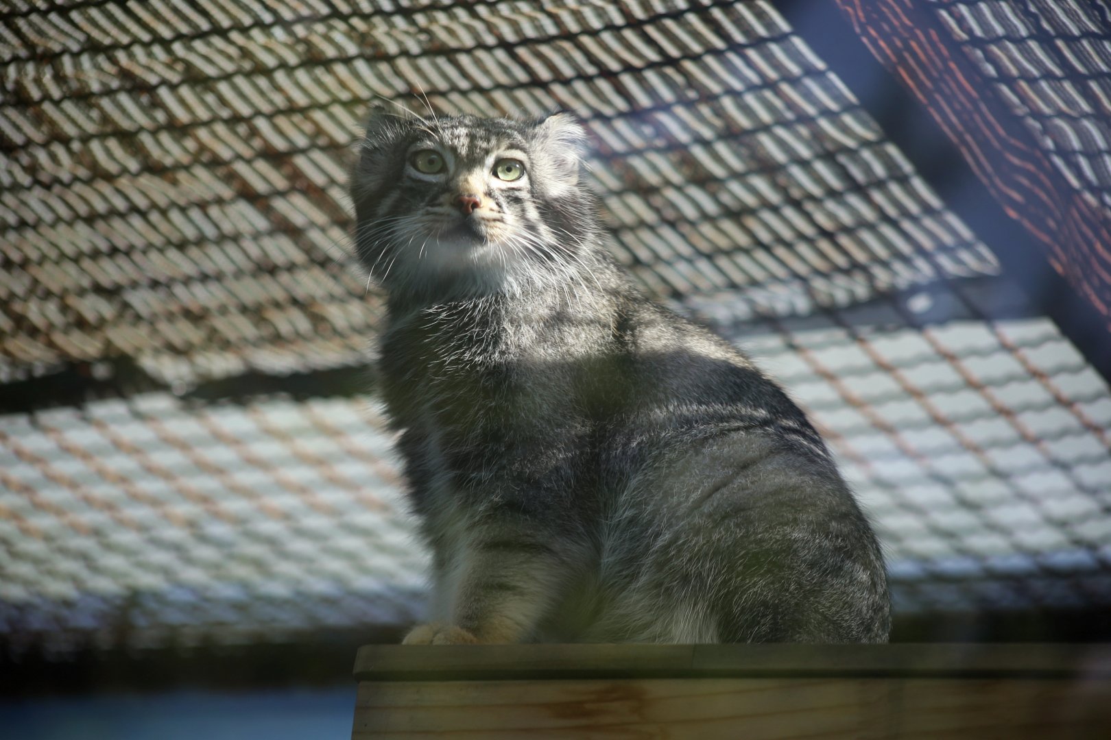 Himalayan Pallas's Cat (Otocolobus manul nigripectus)