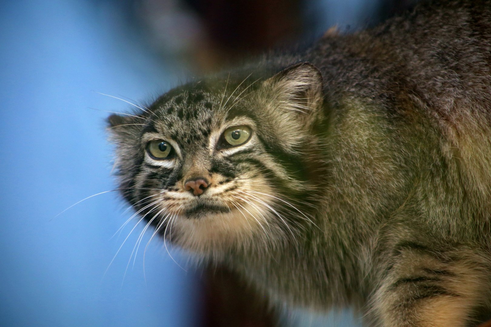 Himalayan Pallas's Cat (Otocolobus manul nigripectus)
