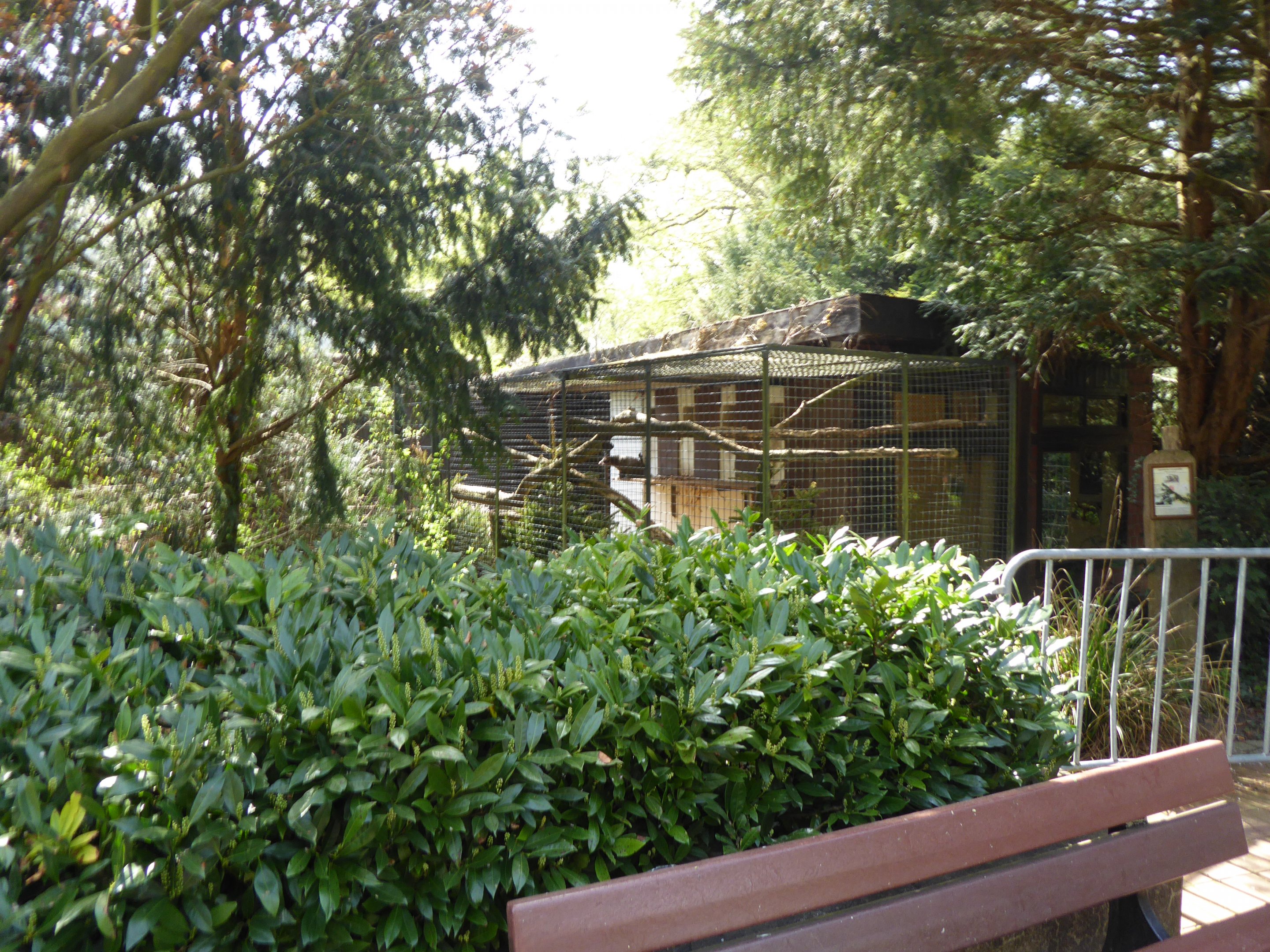 Himalayan Palm Civet (Paguma larvata larvata) exhibit at Zoo Dortmund - 18 April 2018